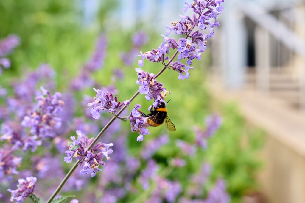 Close up of bee on lavender plant in a Cambridge Science Park verge